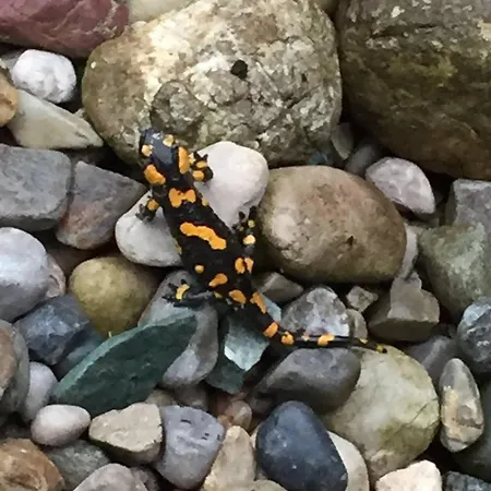 Charming Guest In Idyllic Ebbs, Austria