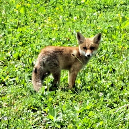 게스트하우스 Charming Guest In Idyllic Ebbs, Austria *